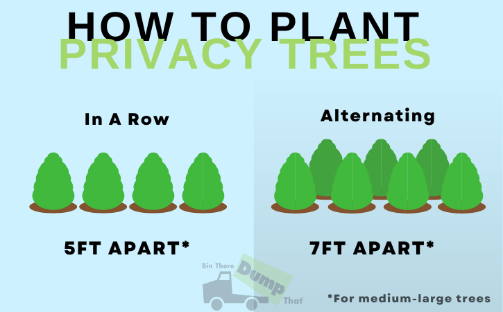 How to plant privacy trees